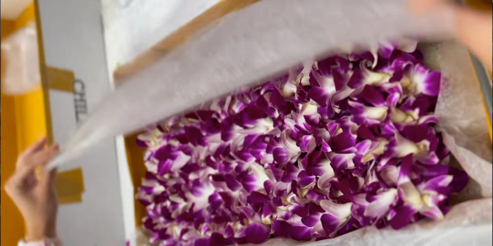 Purple-and-white orchid leis being packed in an insulated shipping box